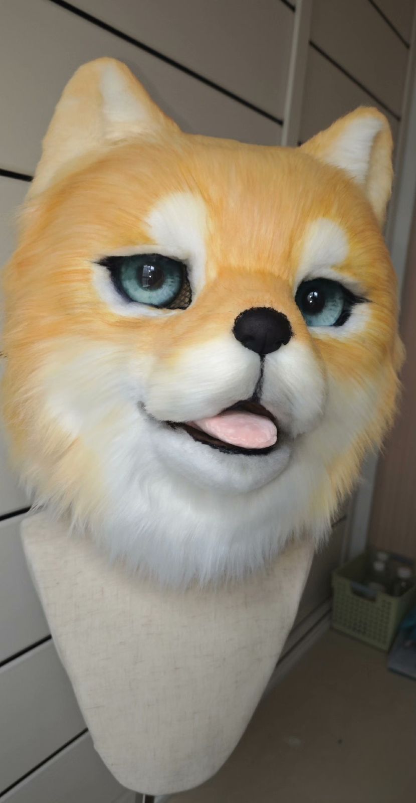 柴犬