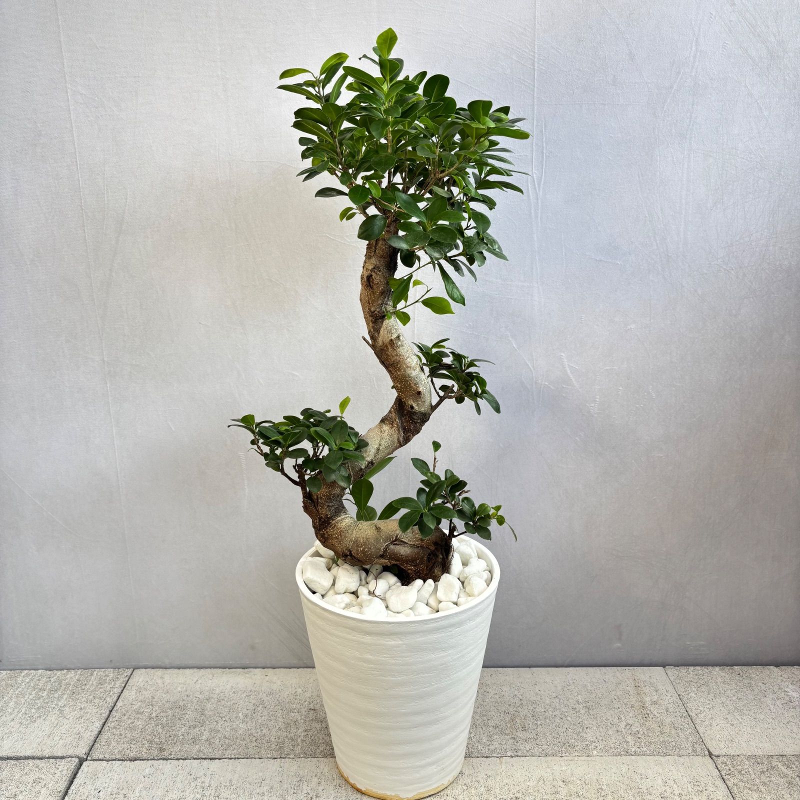 ガジュマル 曲がり 昇り龍 縁起物 開店祝い 観葉植物 - メルカリ