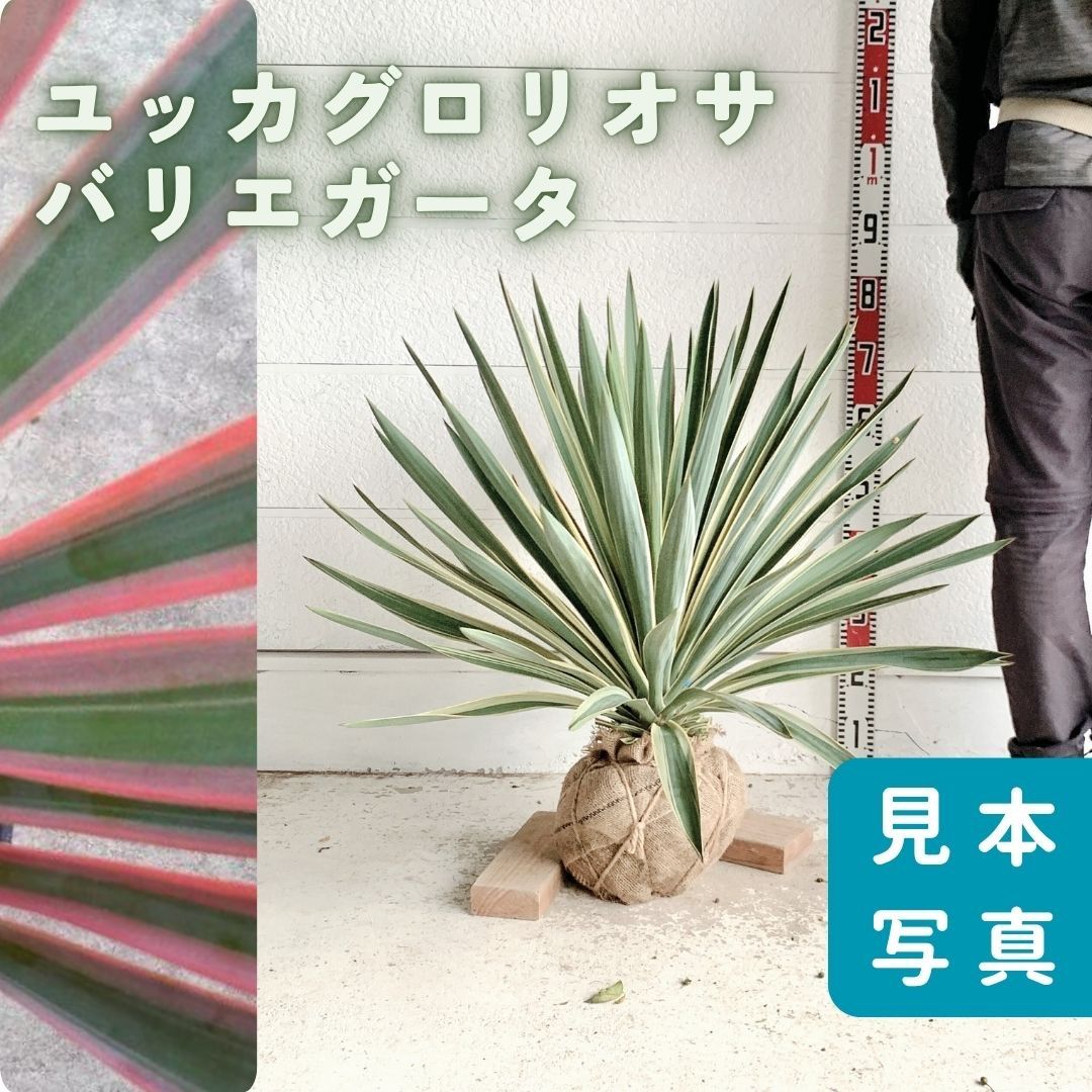 ユッカグロリオサ バリエガータ 約60cm 大株 斑入り 根巻 地植え