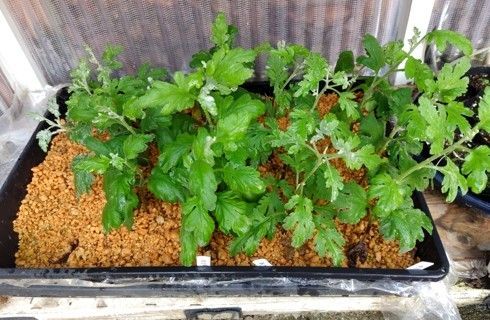 大菊 大菊厚物菊苗3株 3種類の中から選択も可能 - メルカリ