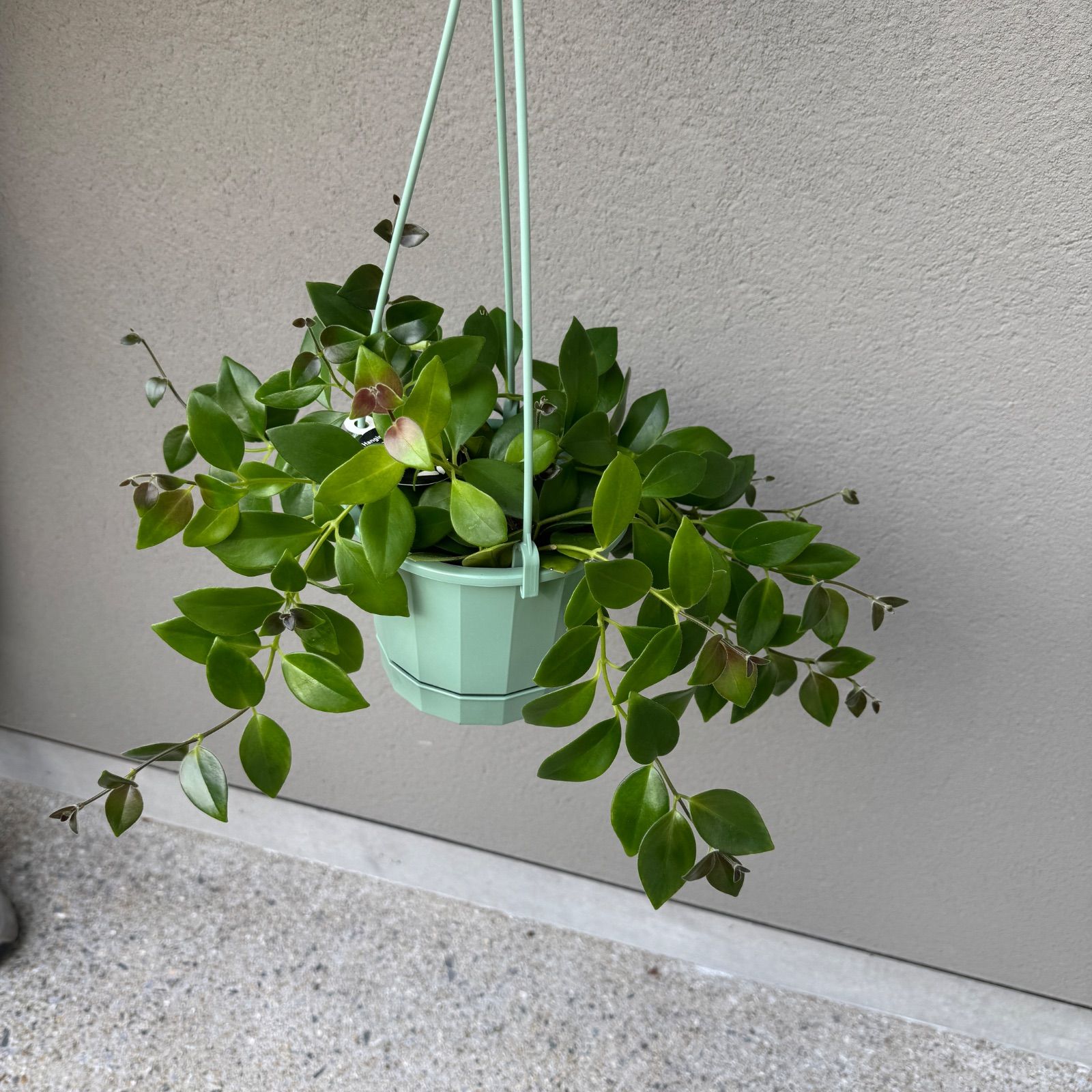 adizero アディオスプロ4 25.5cm 完売必至】グッチ□バレエシューズ レースアップ