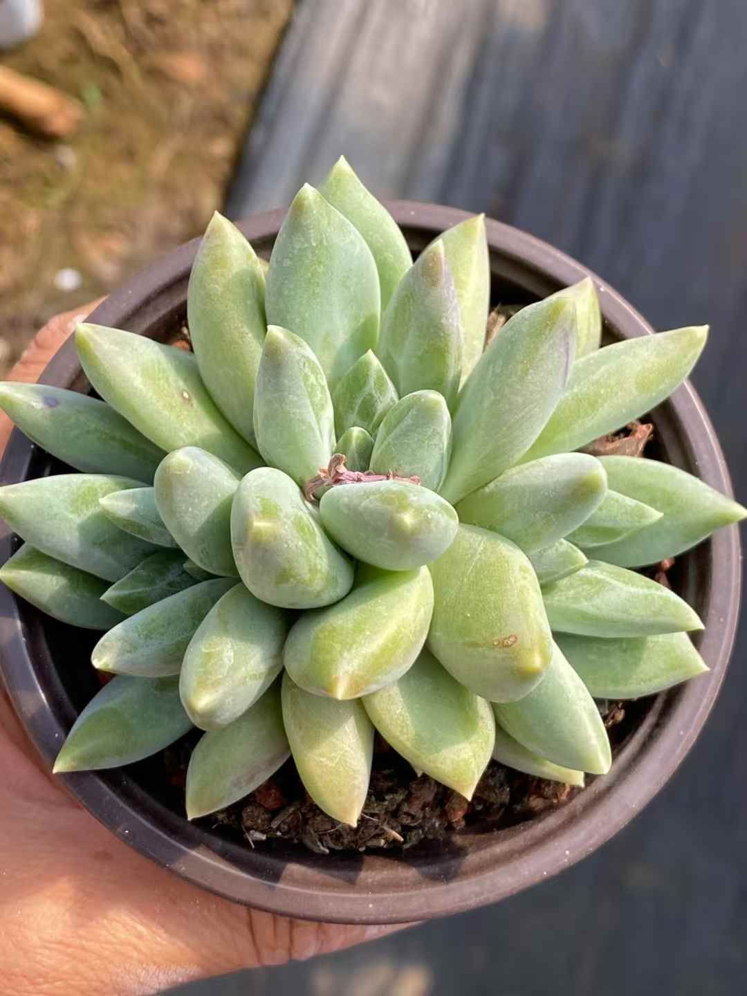 QS1039×30 ウラクラ 抜き苗 多肉植物 アエオニウム エケベリア 韓国苗 YUZUMIYA_COM