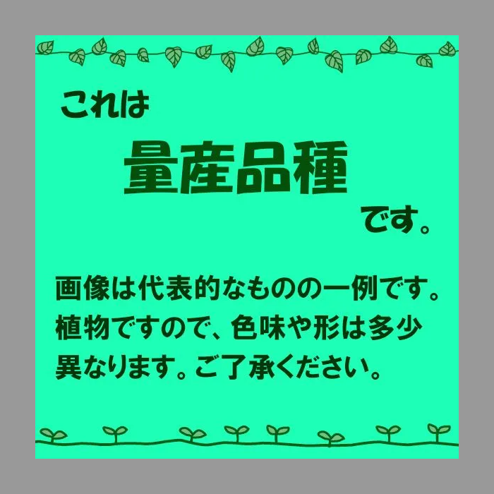 【もじゃさん工房】多肉植物 コチレドン だるま福娘 2.0寸サイズ