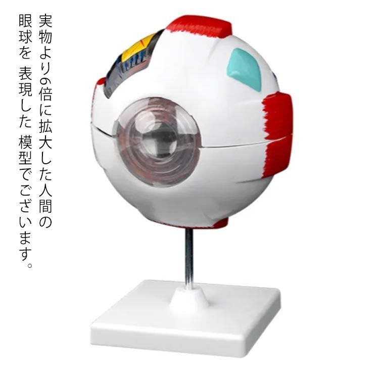 眼球 6倍拡大模型 目玉 眼球 目 眼 眼球モデル 人体模型 立体 解剖学
