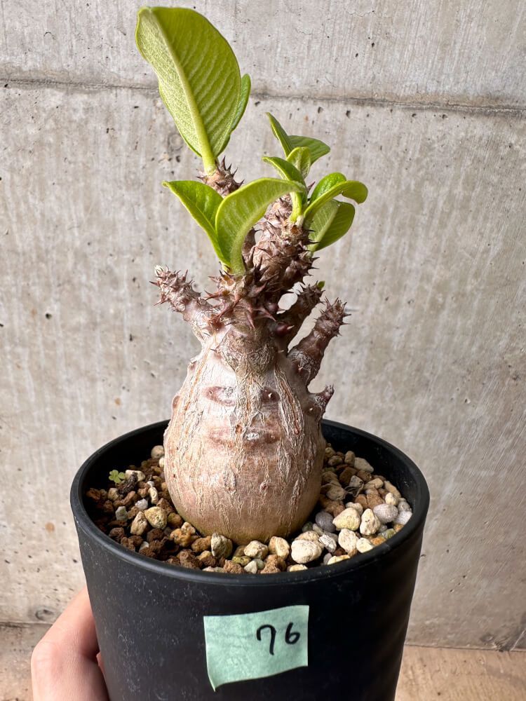 パキポディウムグラキリス4株セット