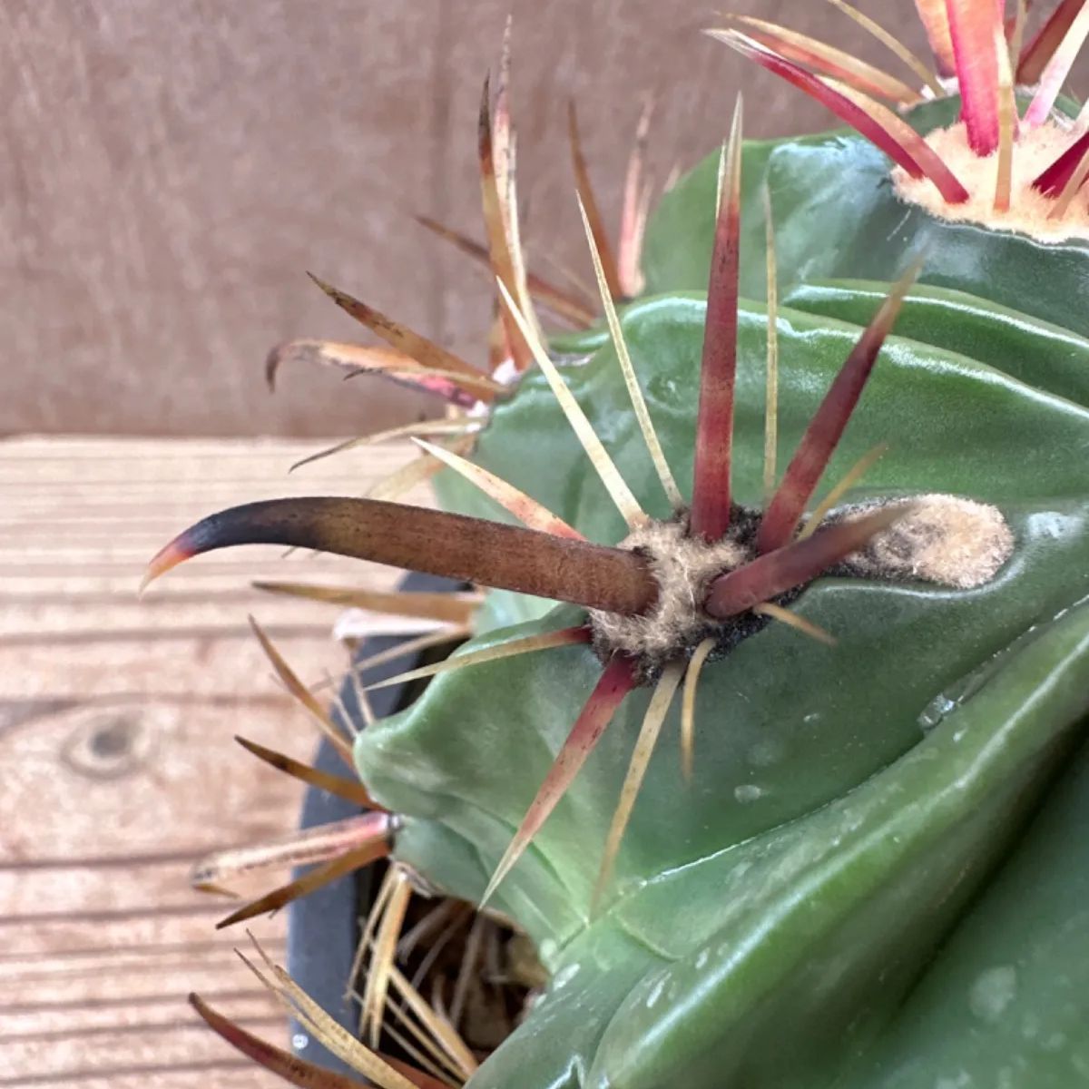 サボテン 日の出丸♡抜き苗(^○^) 【公式通販】