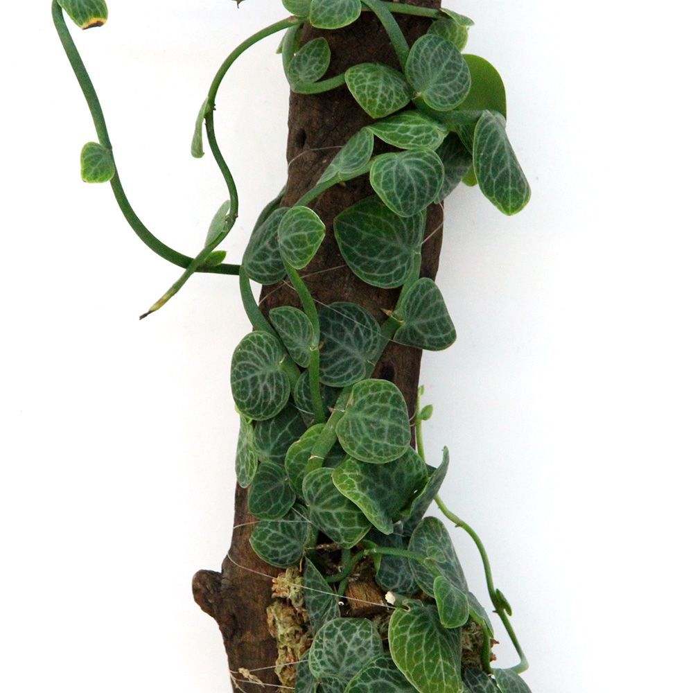 値下げ未使用 希少品 union STRATA COBRA DOGS