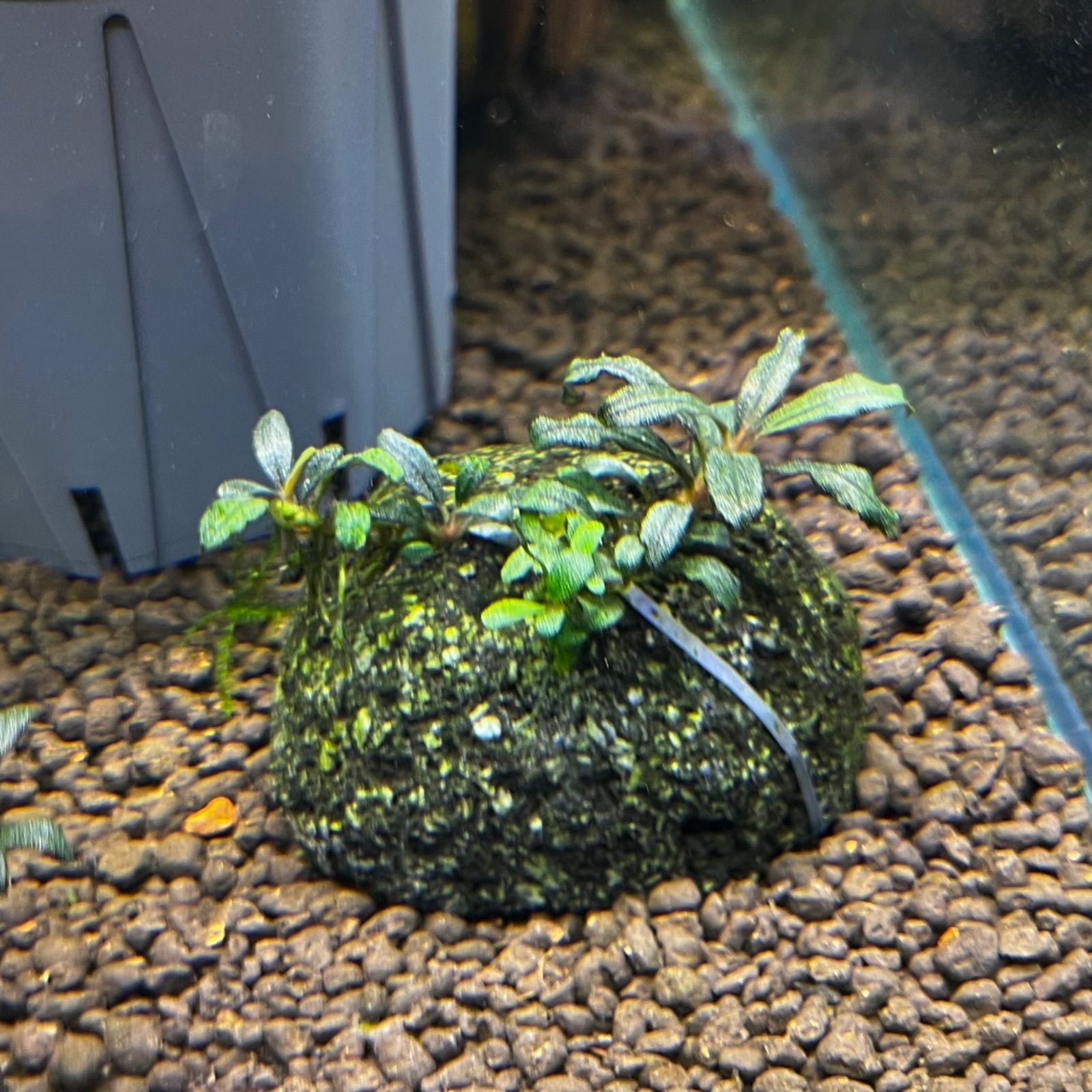 一点物 Bucephalandra sp. Super Mini Purple 2020.10 No.27