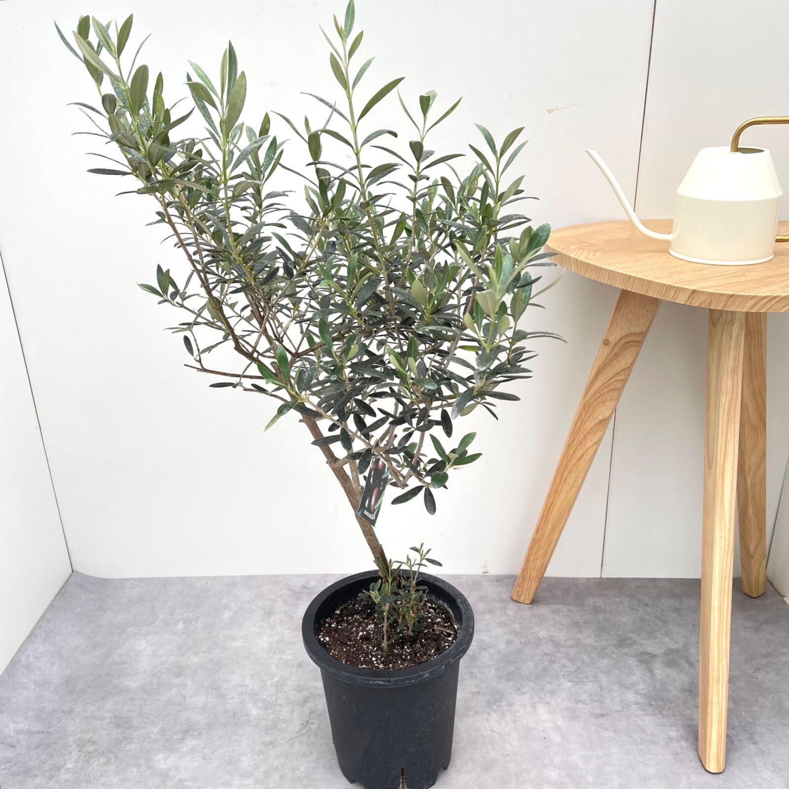 観葉植物 創樹