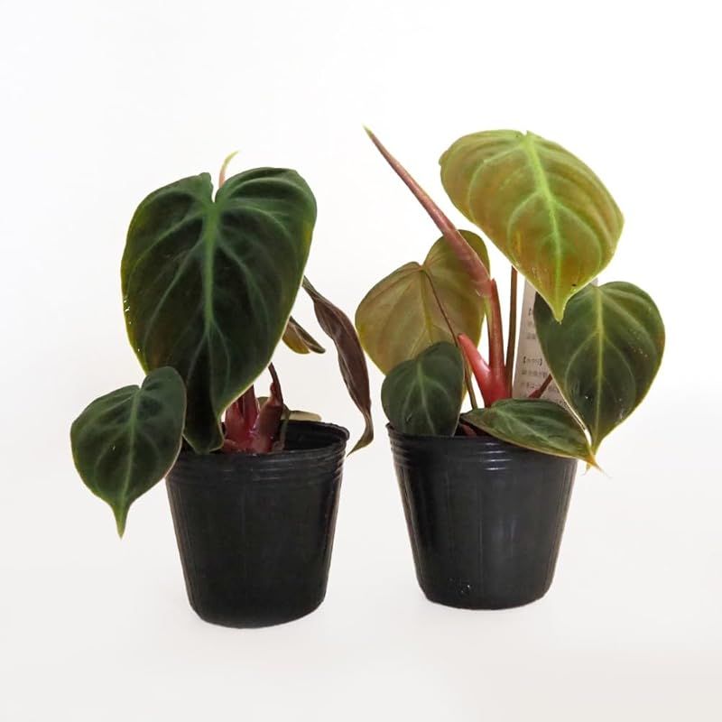 ＩＴＡＮＳＥ フィロデンドロン エルチョコレッド 2.5号 3個セット 観葉植物 学名 Philodendron rubrijuvenile EL Choco Red サトイモ科 非耐寒性常緑多年草 原生地 南米 光の角度によって異なる ベルベットの