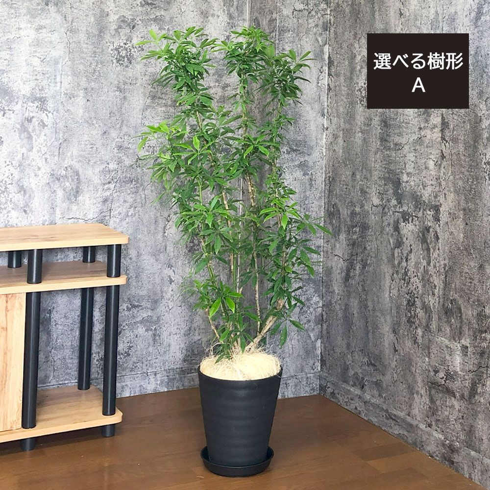 観葉植物 大型 シェフレラ ホンコンカポック グリーン 細葉 7号