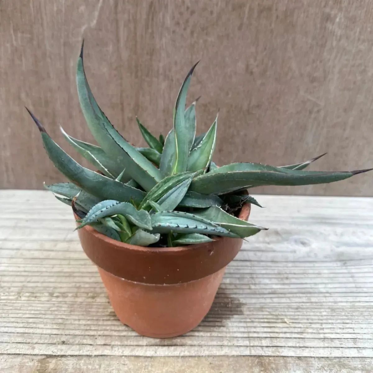 aloe vera gel spray prowin Aloe Vera SPRAY for Face, Skin & Hair