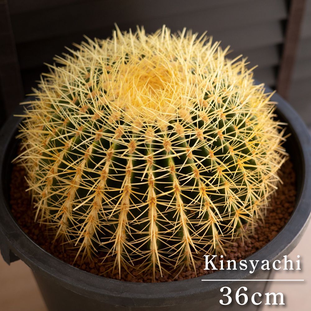 36cm 金鯱 サボテン 特大 12号 多肉植物 ドライガーデン 金シャチ A