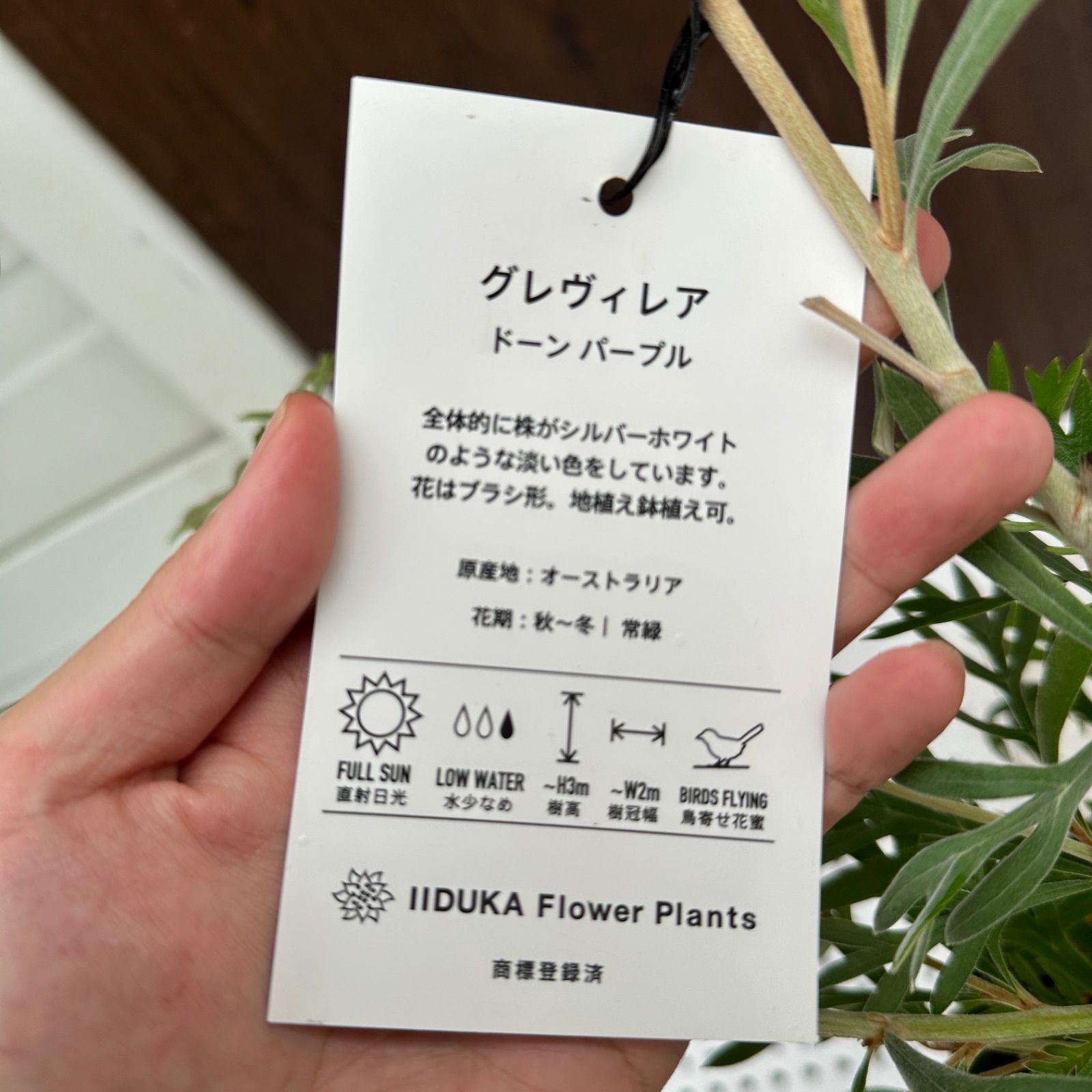 グレビ ドーンパープル