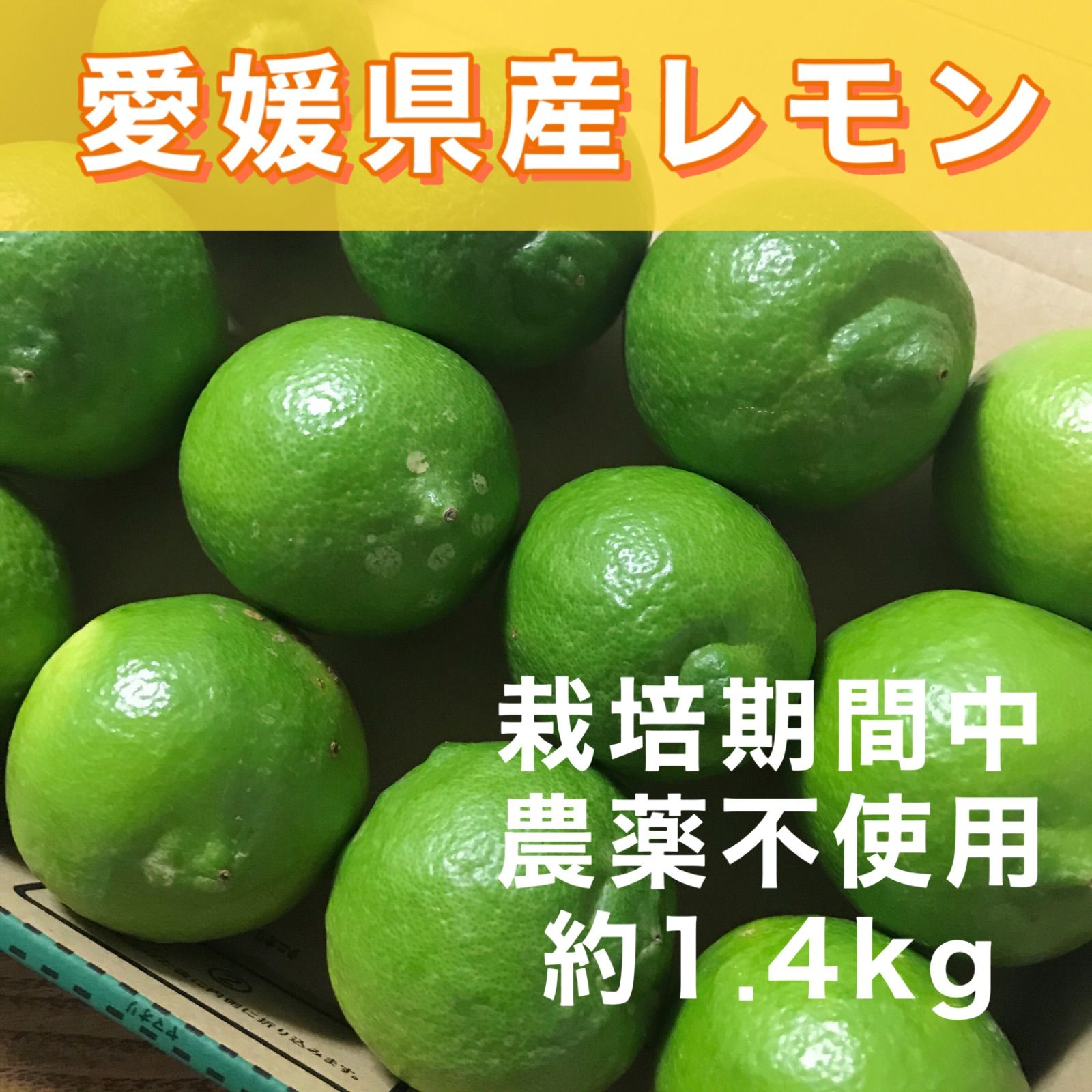 愛媛県産 国産 グリーンレモン 約3kg 農薬不使用 レモン 果物 フルーツ ⑤