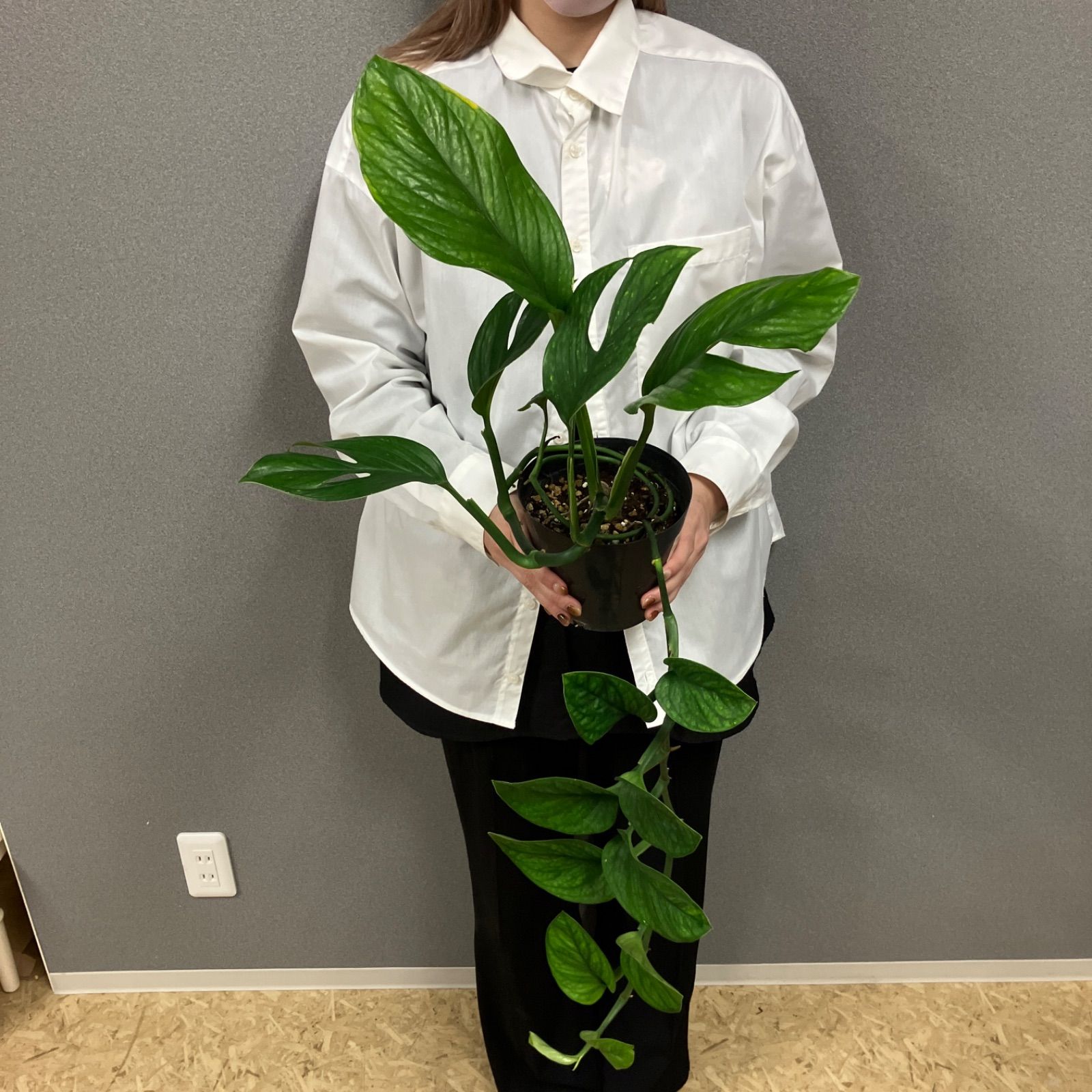 超希少❗️モンステラ　ピナッティパルティタ　ジェイドウィング✨ 超希少❗️モンステラ ピナッティパルティタ ジェイドウィング✨ 希少