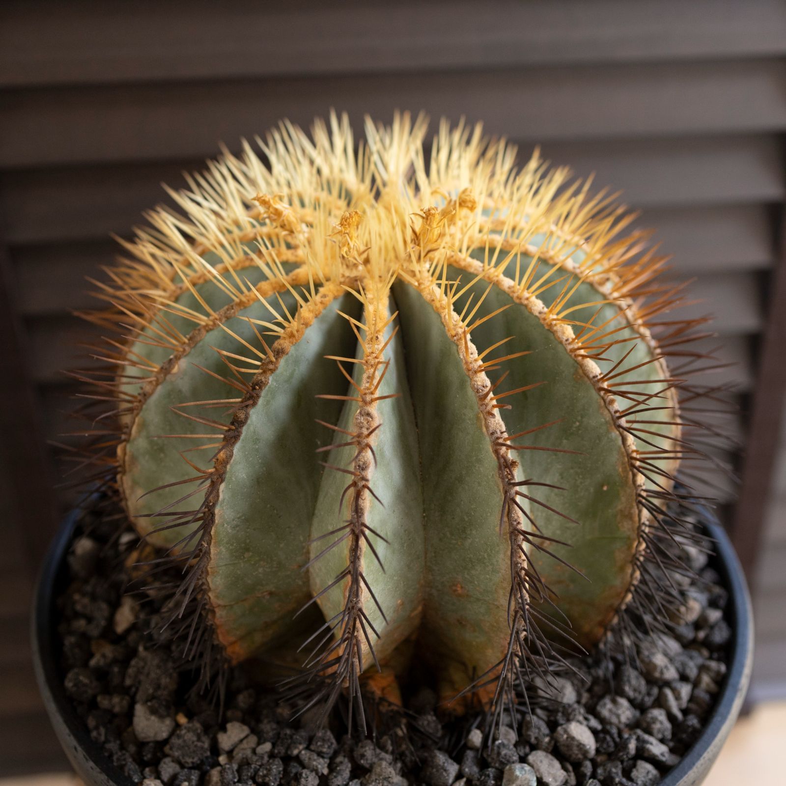 発根済】30cm 王冠竜 群生株 フェロカクタス ブルーバレル
