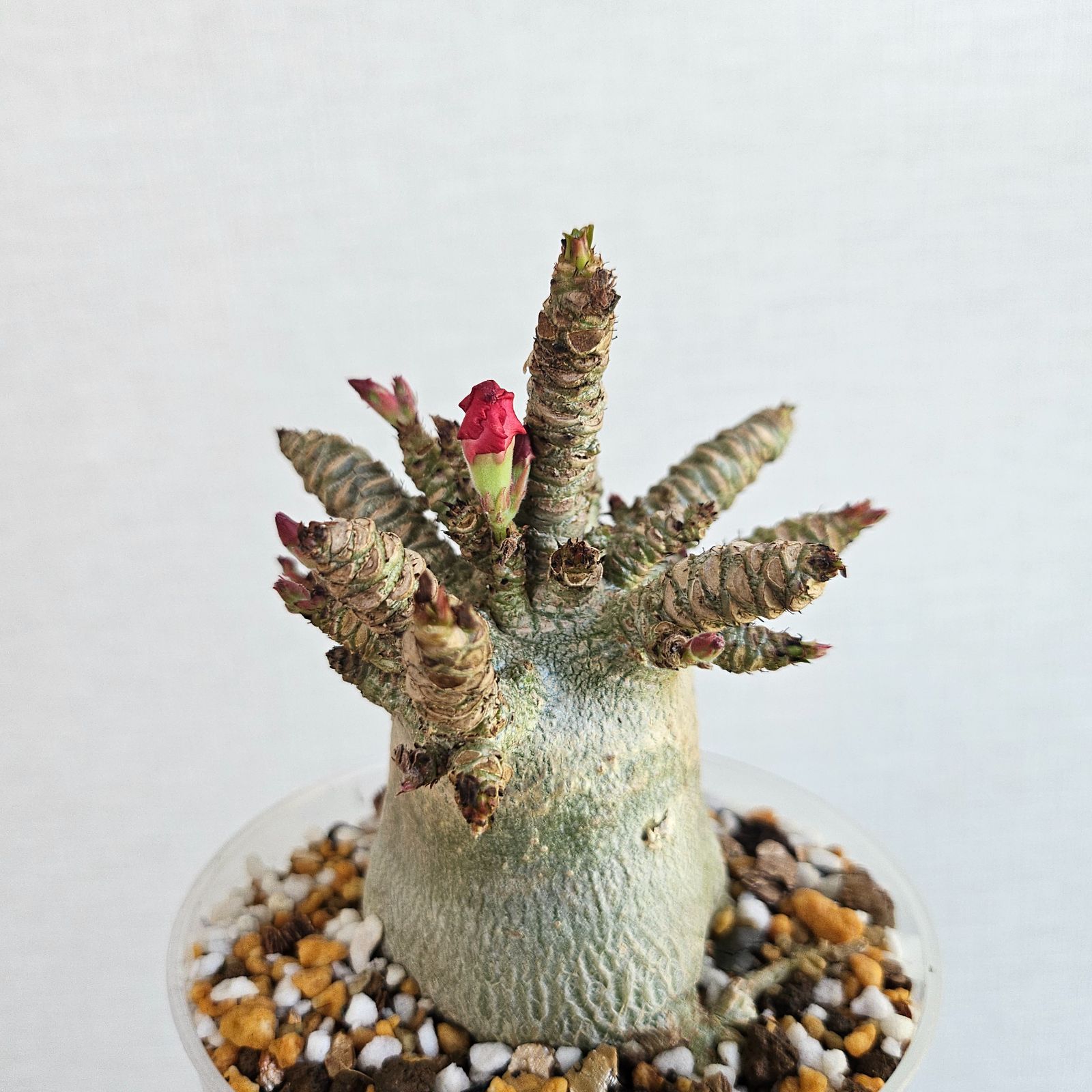 ②《 Adenium Arabicum D.H.A》アデニウム アラビカム 獅子葉