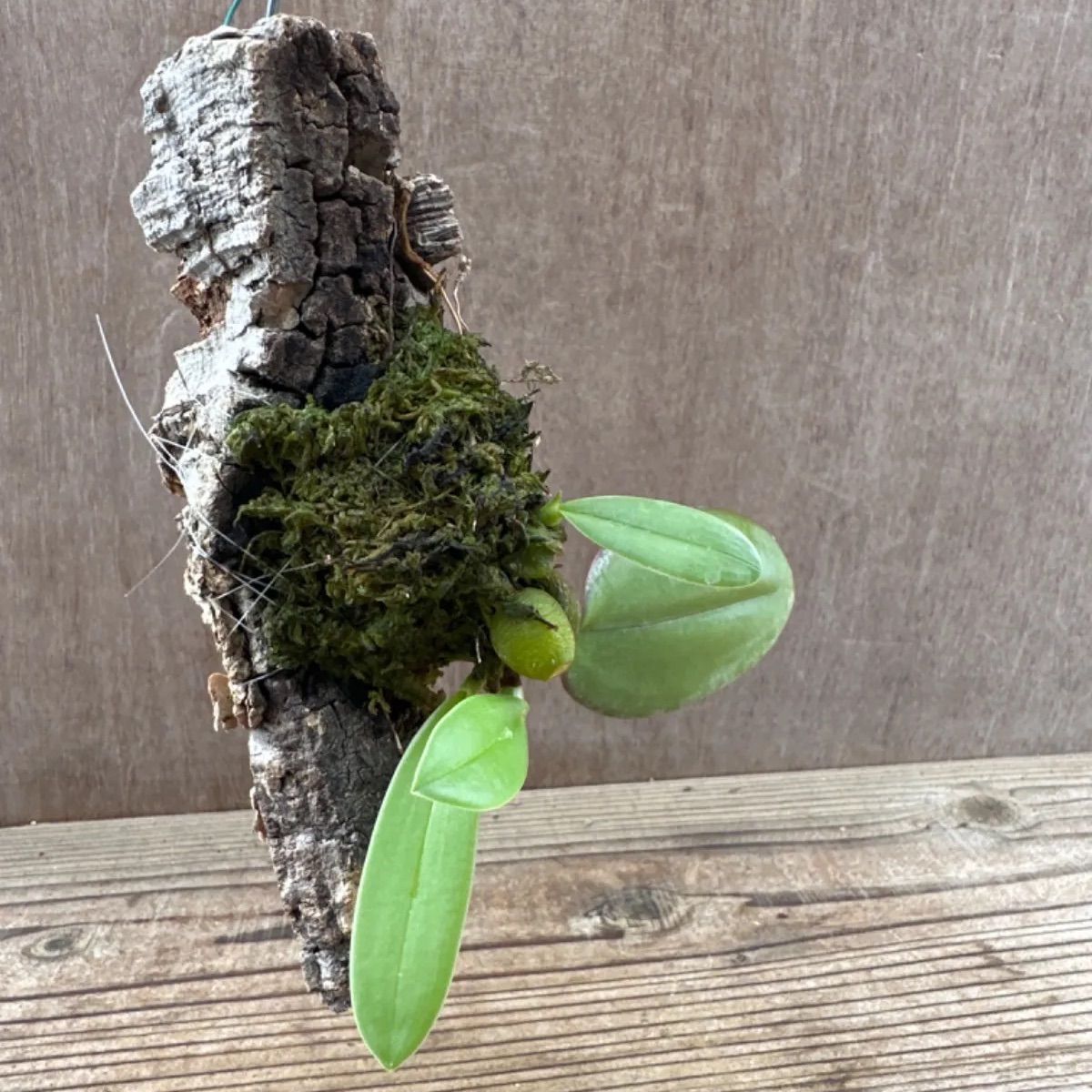 バルボフィラム ファレノプシス ② コルクアレンジ Bulbophyllum phalaenopsis 現品 観葉植物 観葉 植物 珍奇植物 珍奇  珍しい レア 希少 着生ラン ラン 蘭 ハンギング 吊るす 吊り下げ インテリア おしゃれ かわいい - メルカリ