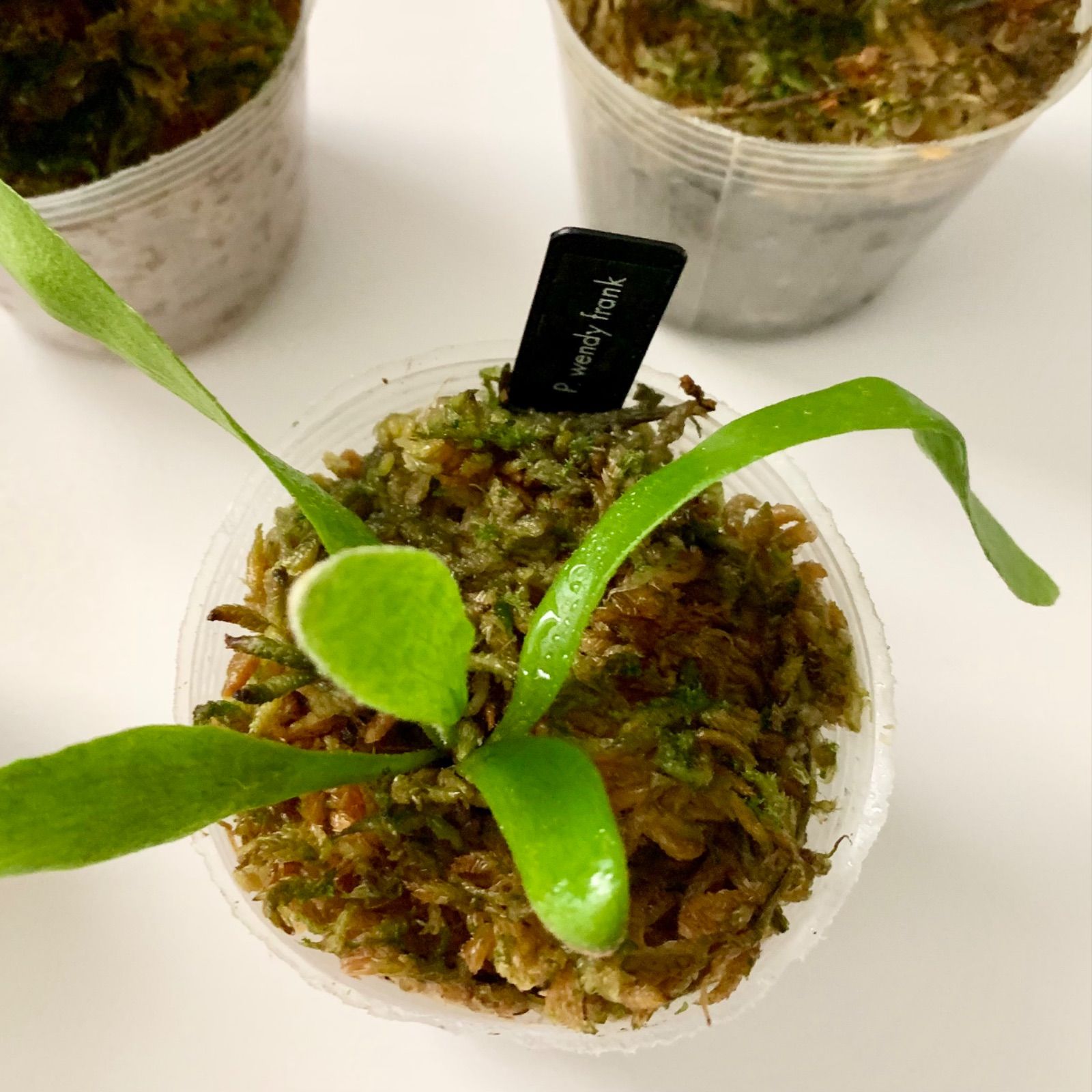 ビカクシダ 2株セット 胞子培養 小苗 ビカクシダ 胞子培養 セット