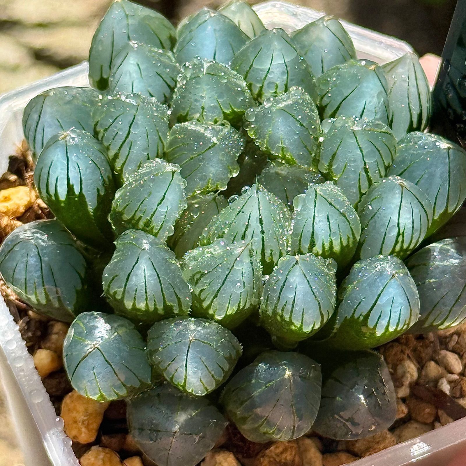 得々セット ブルーレイオブツーサH1872