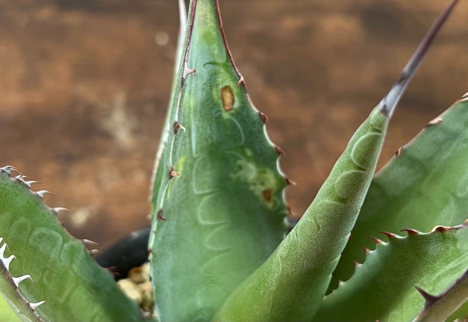 Agave/アガベ 'ShawParr' (Shawii x parrasana) シャウィー×パラサナ