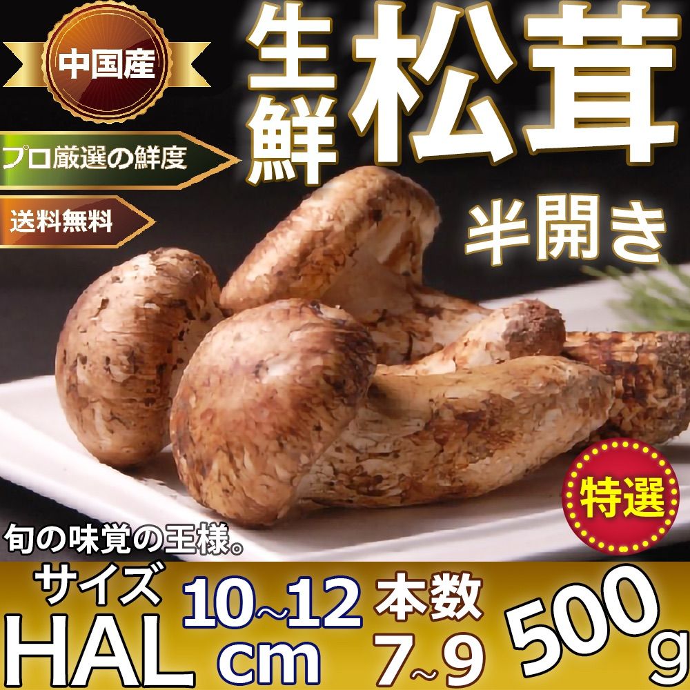 営業日3日以内発送】生松茸 中ツボミ 約500g 特選HALサイズ【8本前後