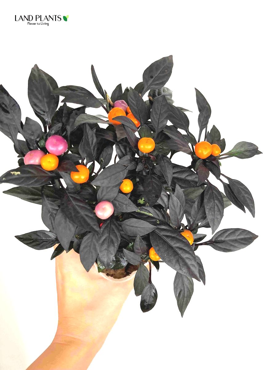 20日迄 マユハケオモト　ハエマンサス 赤花　2株　鉢ごと発送 20日迄 マユハケオモト ハエマンサス 赤花 2株 鉢ごと発送 20日迄