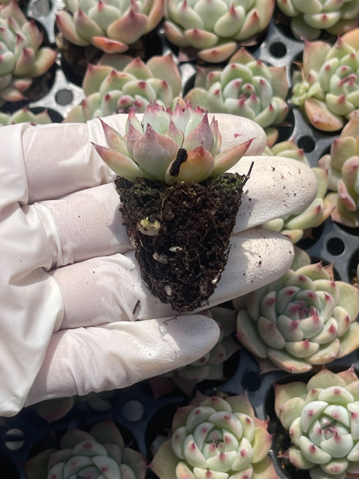 105株 S142-4 多肉植物 エケベリア チワ 超美苗 サボテン 観葉植物 花 