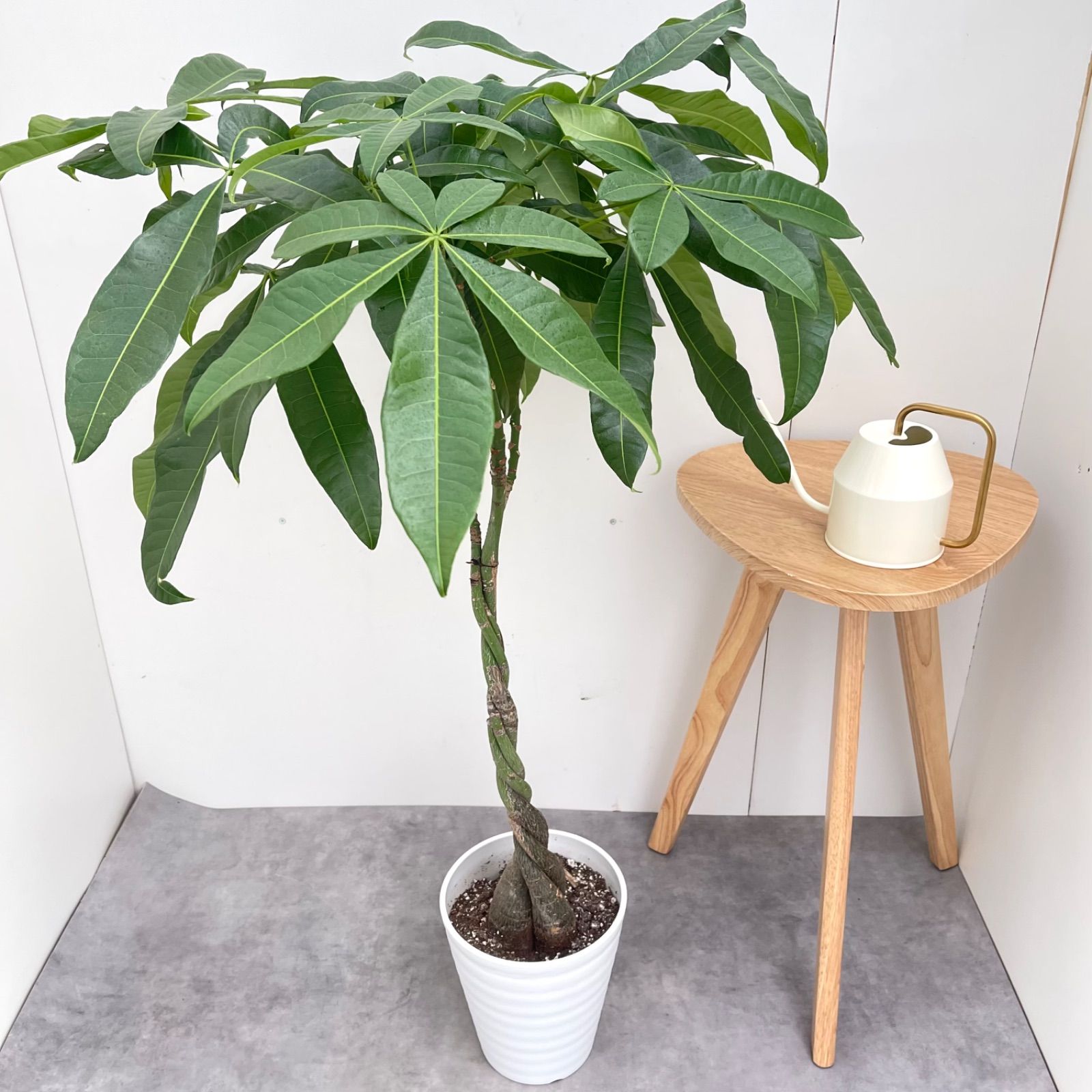 パキラ ねじり 7 現品 観葉植物 室内 7号