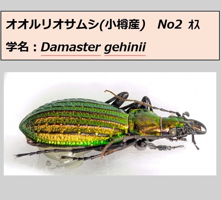 オオルリオサムシ ♂♀ ペア標本 小樽産 N02 - メルカリ