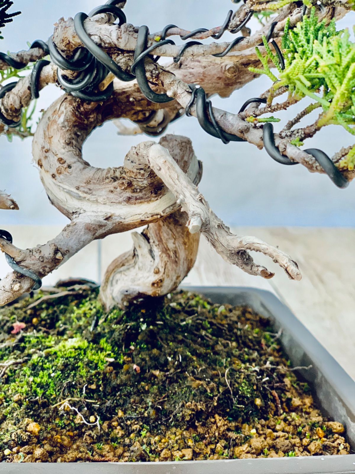 真柏 小品盆栽 しんぱく - メルカリ