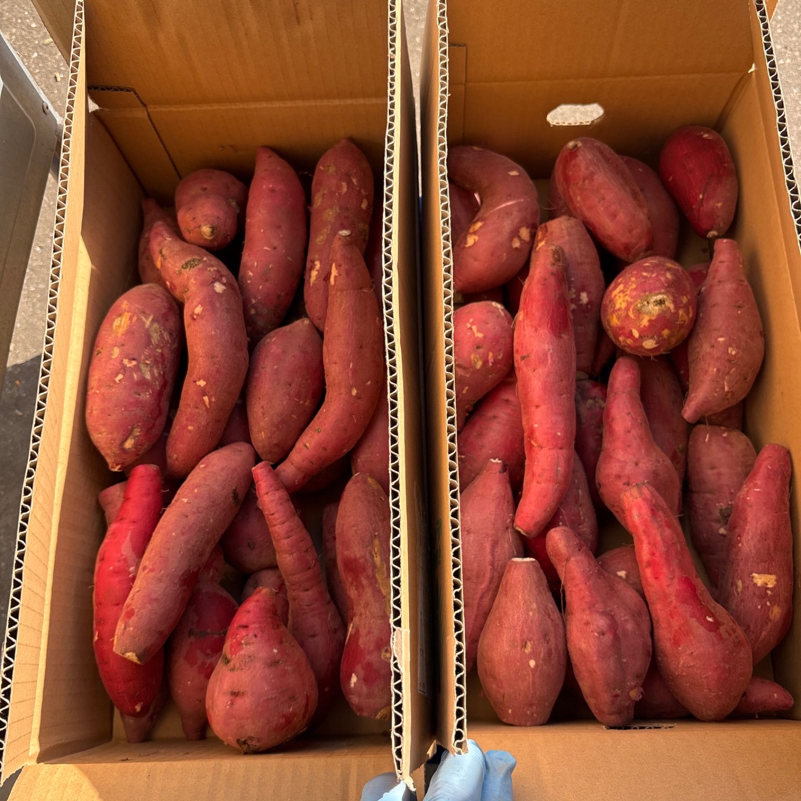 さつまいも MからLサイズ箱込み23キロ