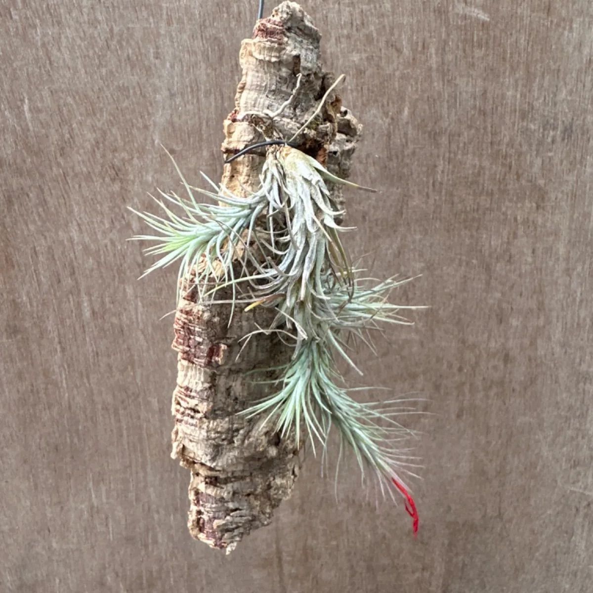 チランジア フンキアナ Tillandsia funckiana ティランジア エアプランツ エアープランツ 現品 観葉植物 観葉 植物 珍奇植物 珍奇 珍しい ハンギング 吊るす 吊り下げ インテリア プレゼント おしゃれ かわいい  グリーン