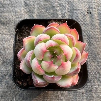 Sedum pachyphyllum 多肉植物 エケベリア 韓国苗 超美苗 - メルカリ