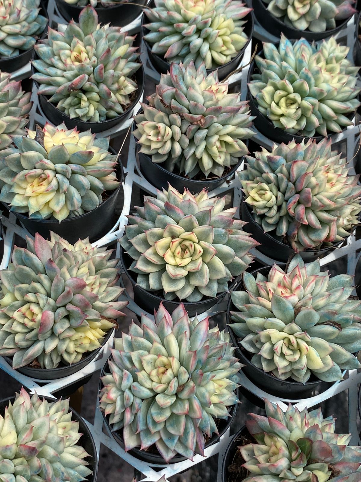 抜き苗 多肉植物