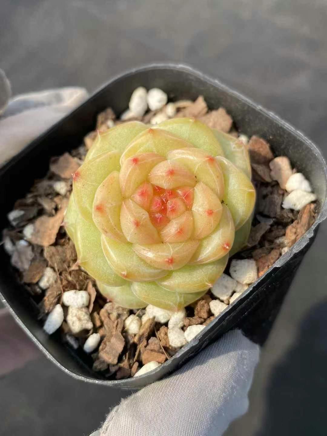 スイレン ジョンコロニー 球根 睡蓮苗 熱帯スイレン ビオトープ 鉢花