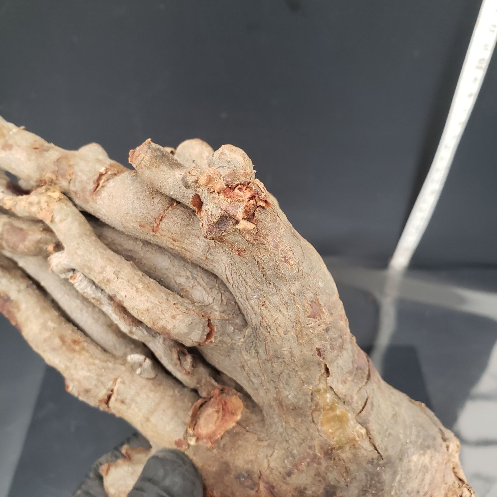 チレコドン ハリー　現地球　Tylecodon hallil チレコドン ハリー 現地球 Tylecodon hallil - メルカリ