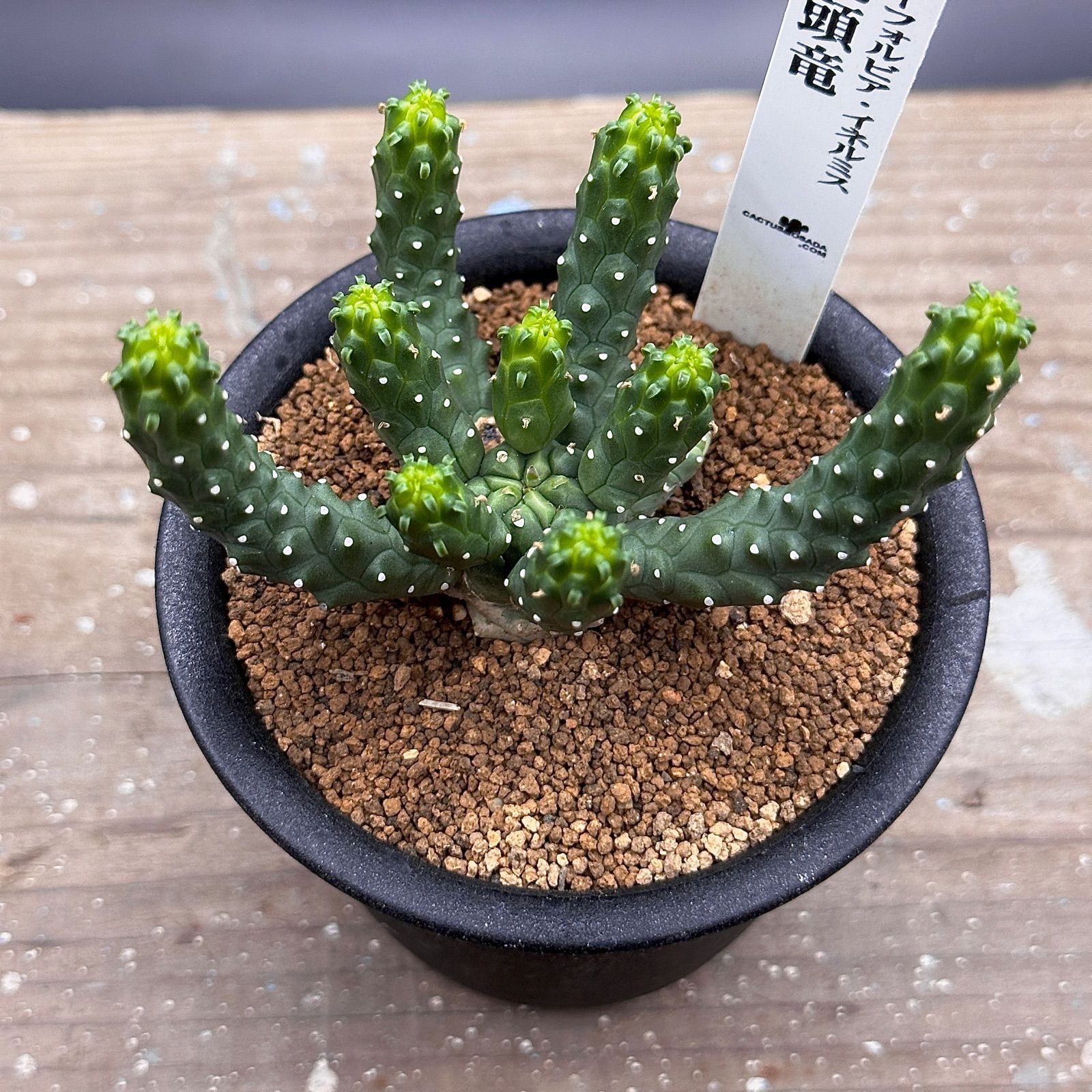 Euphorbia inermis【ユーフォルビア・イネルミス 九頭竜