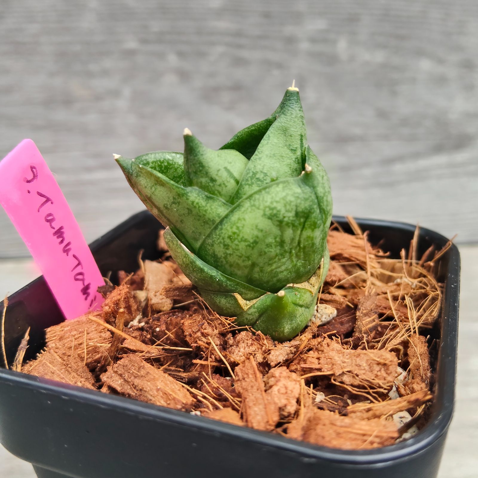 Benjarong サンスベリア•サンセベリア