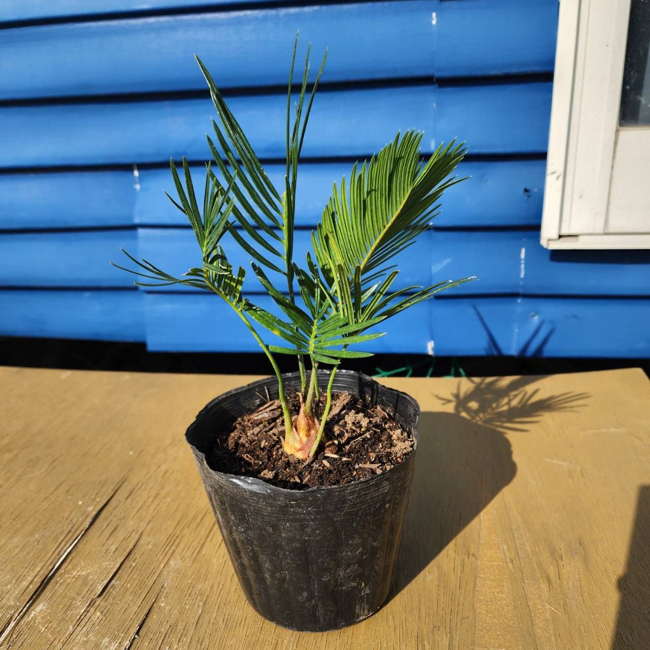 抜き苗発送】実生苗 ソテツ 蘇鉄 Cycas revoluta 2025-4-27-cr1 - メルカリ