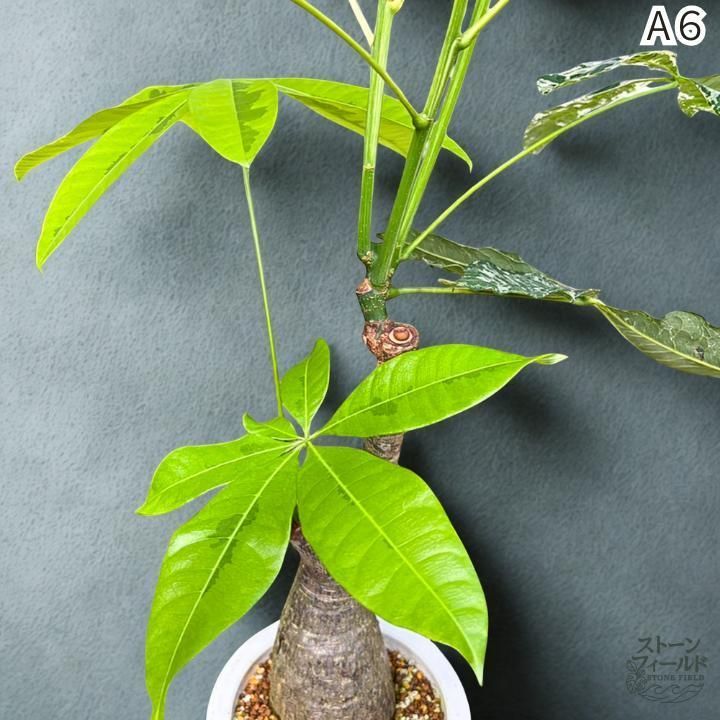 パキラ ミルキーウェイ × ムーンライト｜唯一無二のパラソル樹形