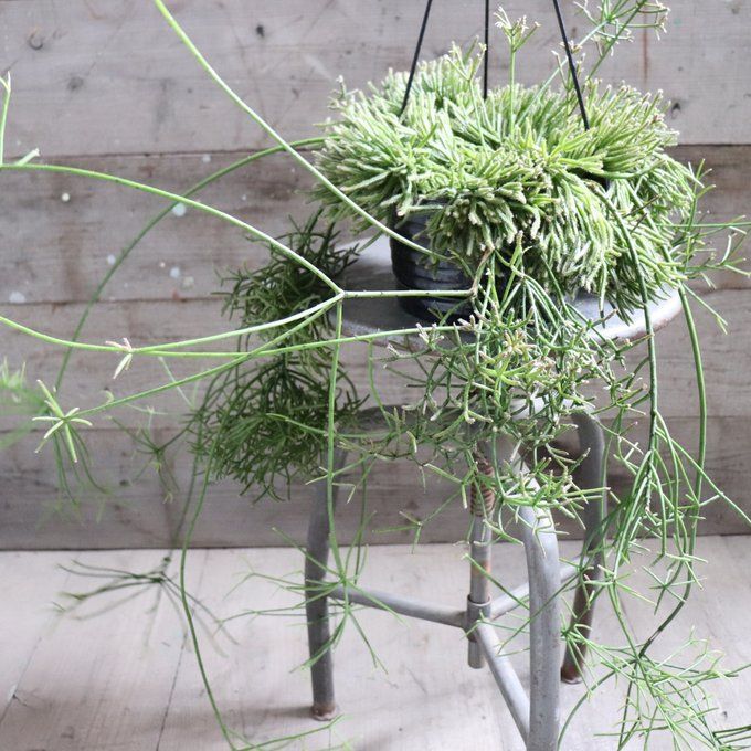 アナカンプセロスコンプトニーxたけろうポット CATEGORY たけろう