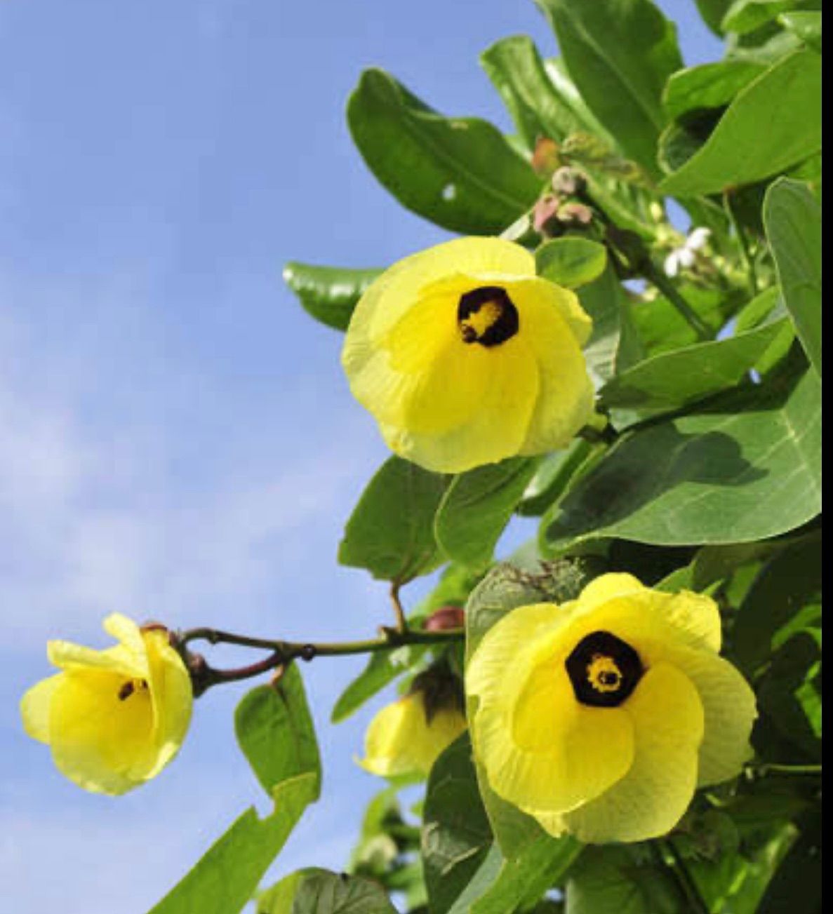 オオハマボウ　ユウナ　トレクル fit=scale-down,w=1200