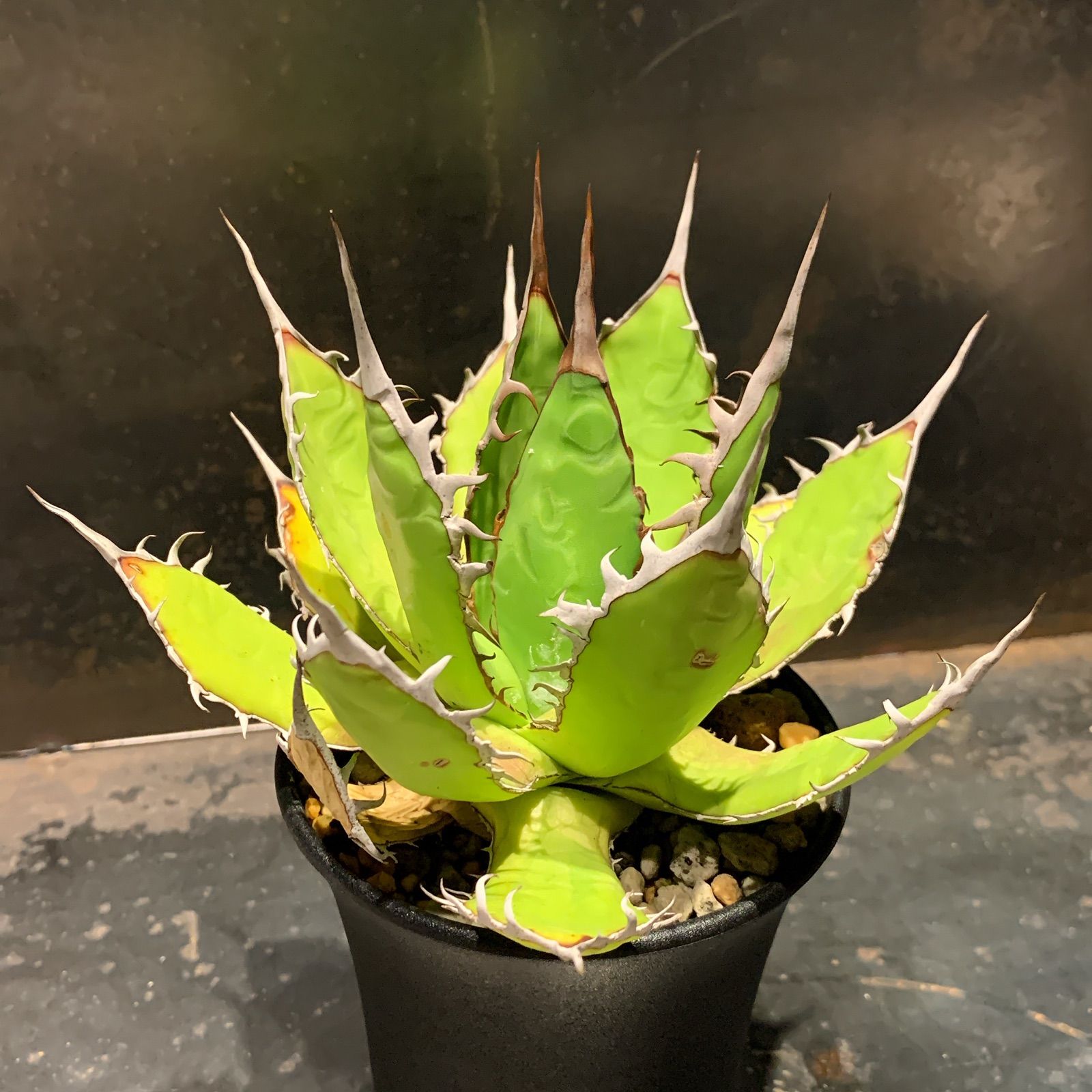 アガベ 特選黒棘ホリダ アガベ ホリダ 実生選抜 強棘 特選 コンパクト