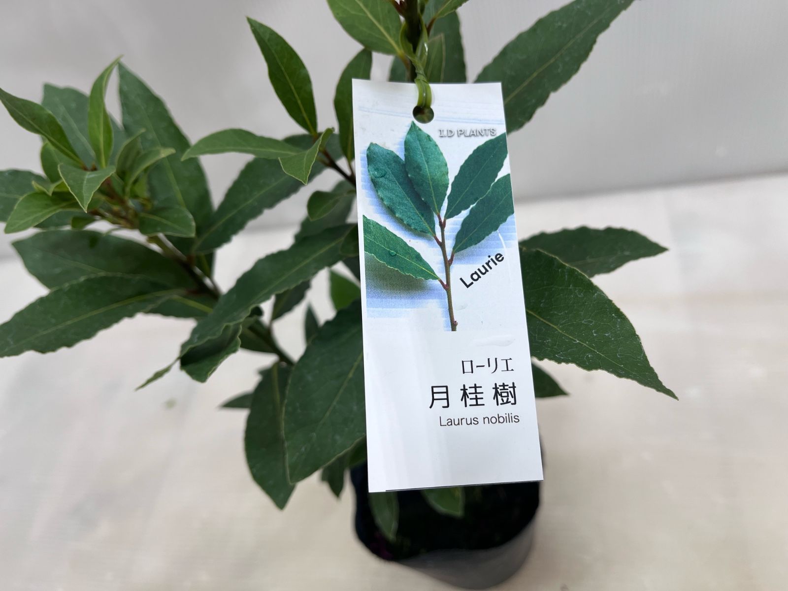 月桂樹【送料無料】 苗 ゲッケイジュ 12cmポット 植木 苗木 庭木 垣根