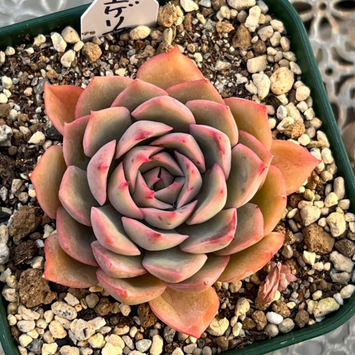 多肉植物 ☘️ エゲリア 抜き苗 - メルカリ 多肉植物 ☘️ エゲリア 抜き苗 - メルカリ