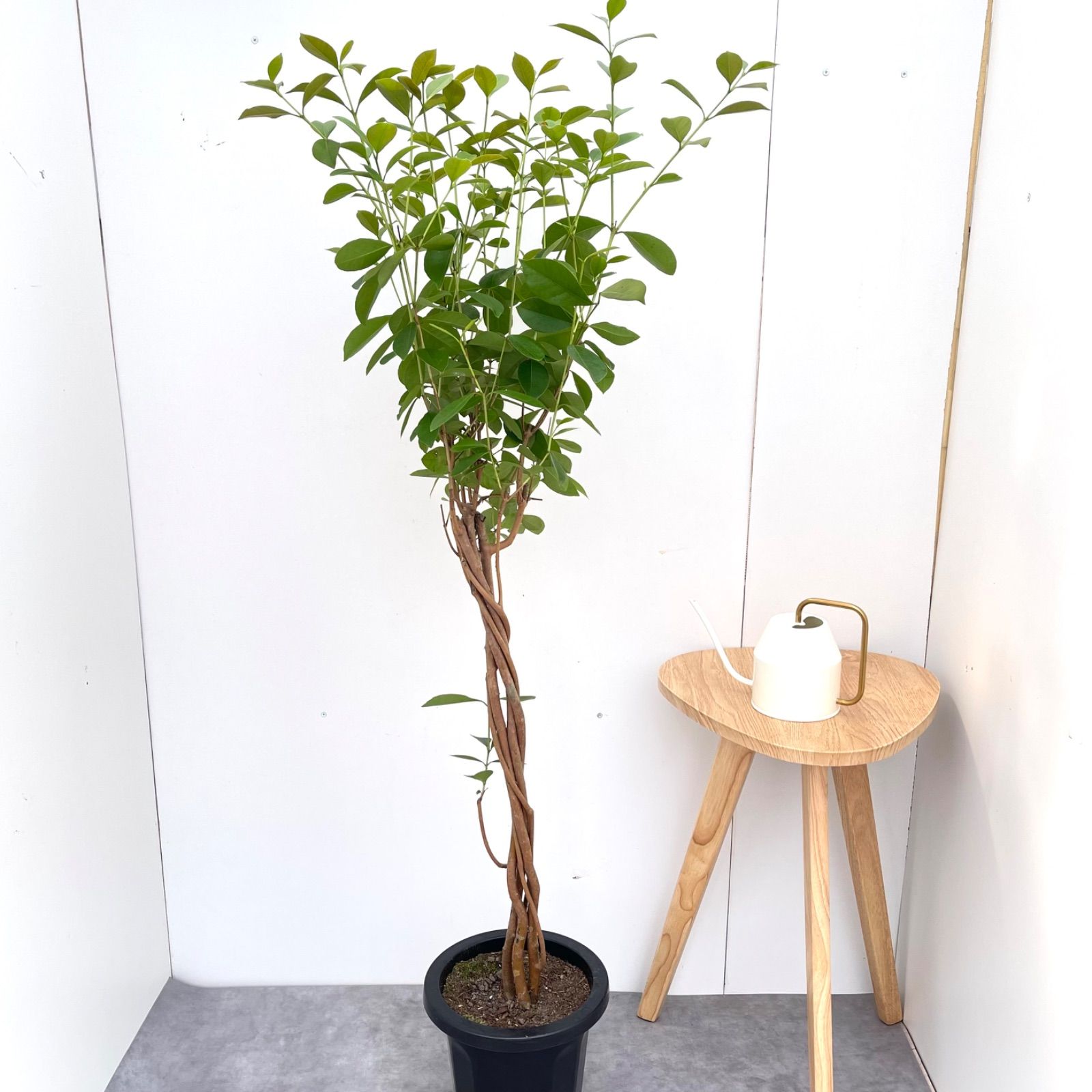 Anthurium Carlablackiae / アンスリウム カーラブラッキー⑩│観葉