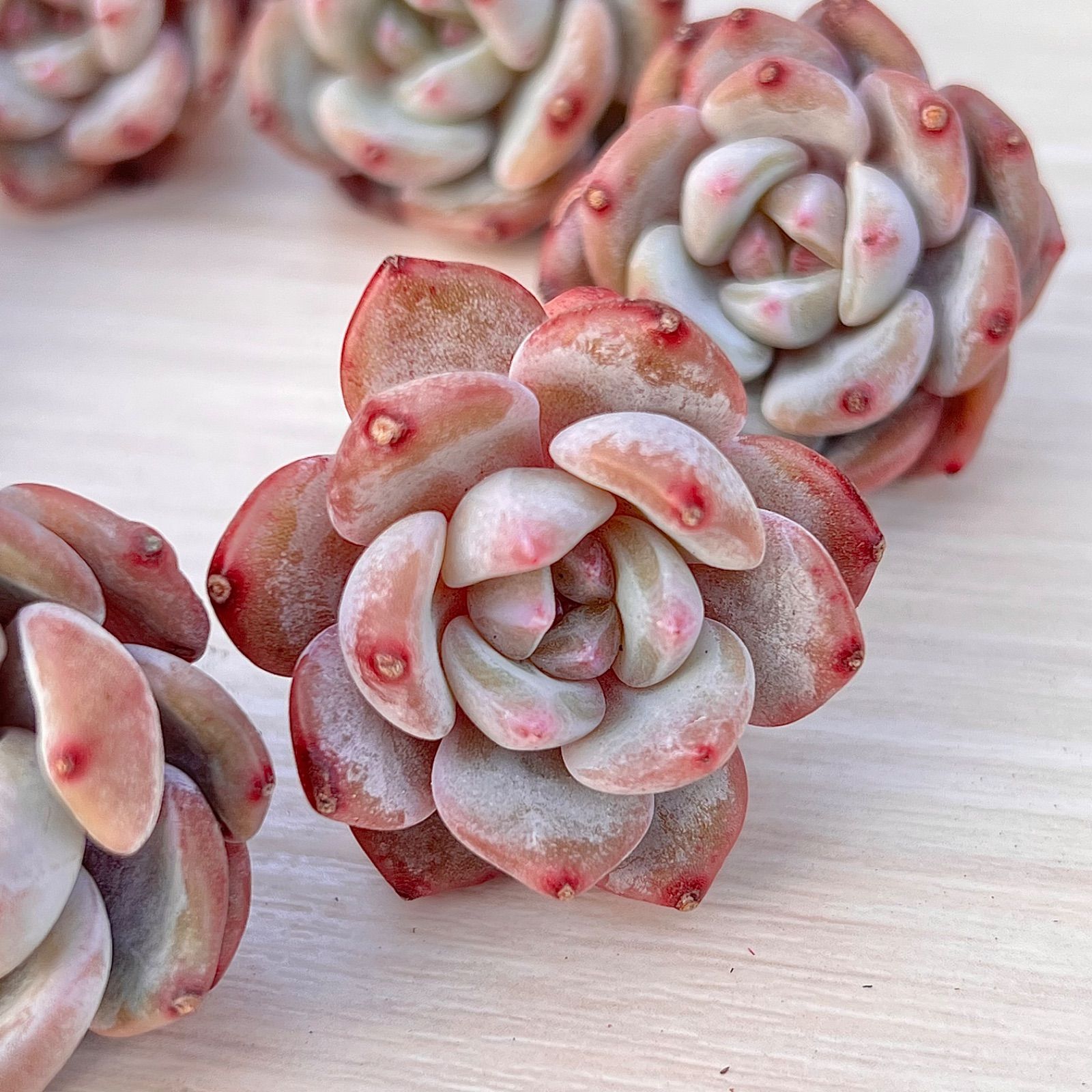 ✨レア✨多肉植物 ジェイドモンロー 韓国苗