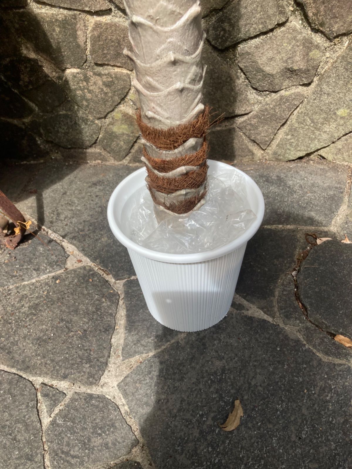 光触媒 人工観葉植物 ウォールグリーン フェイクグリーン フェニックス 